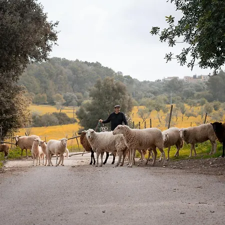 Farm stay S'hort De Son Caulelles - Adults Only *